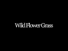 Wild Flower Grass