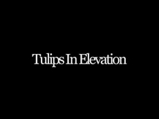 Tulips In Elevation